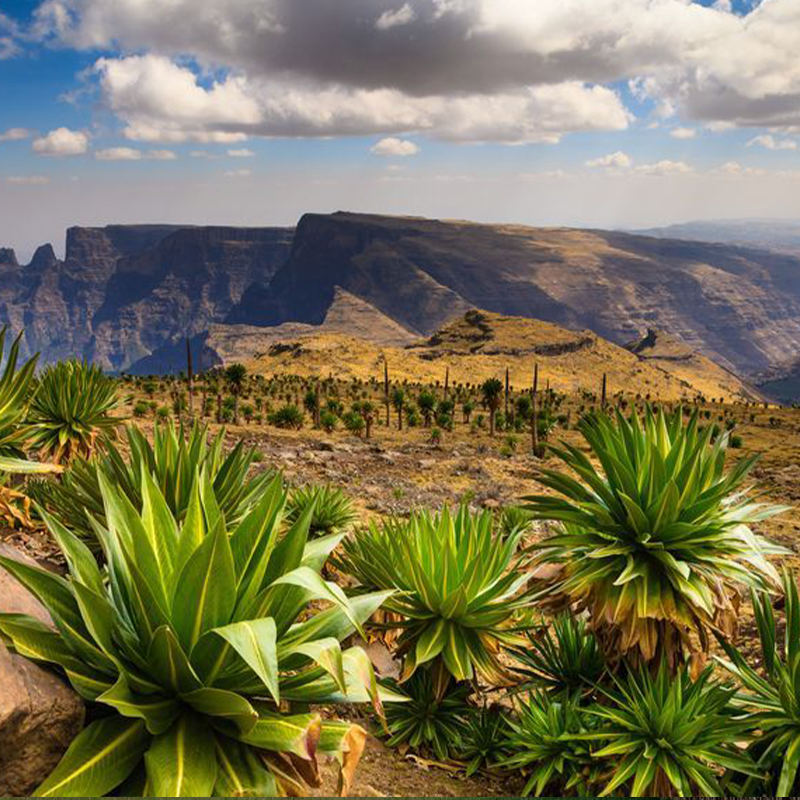 electronic_entry_global_e-visa_Ethiopia_post02